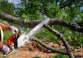 Reliable Hereford, TX Tree Care Solutions