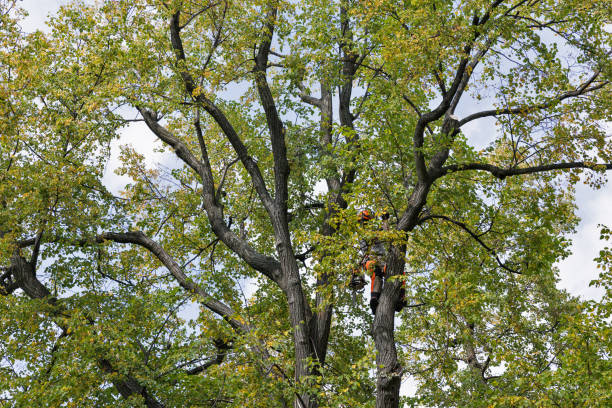 Best Leaf Removal  in Hereford, TX